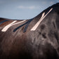 Acutop Hestakin Kinesiotape voor paarden